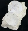 Beautiful Fossil Sand Dollars - France #8819-1